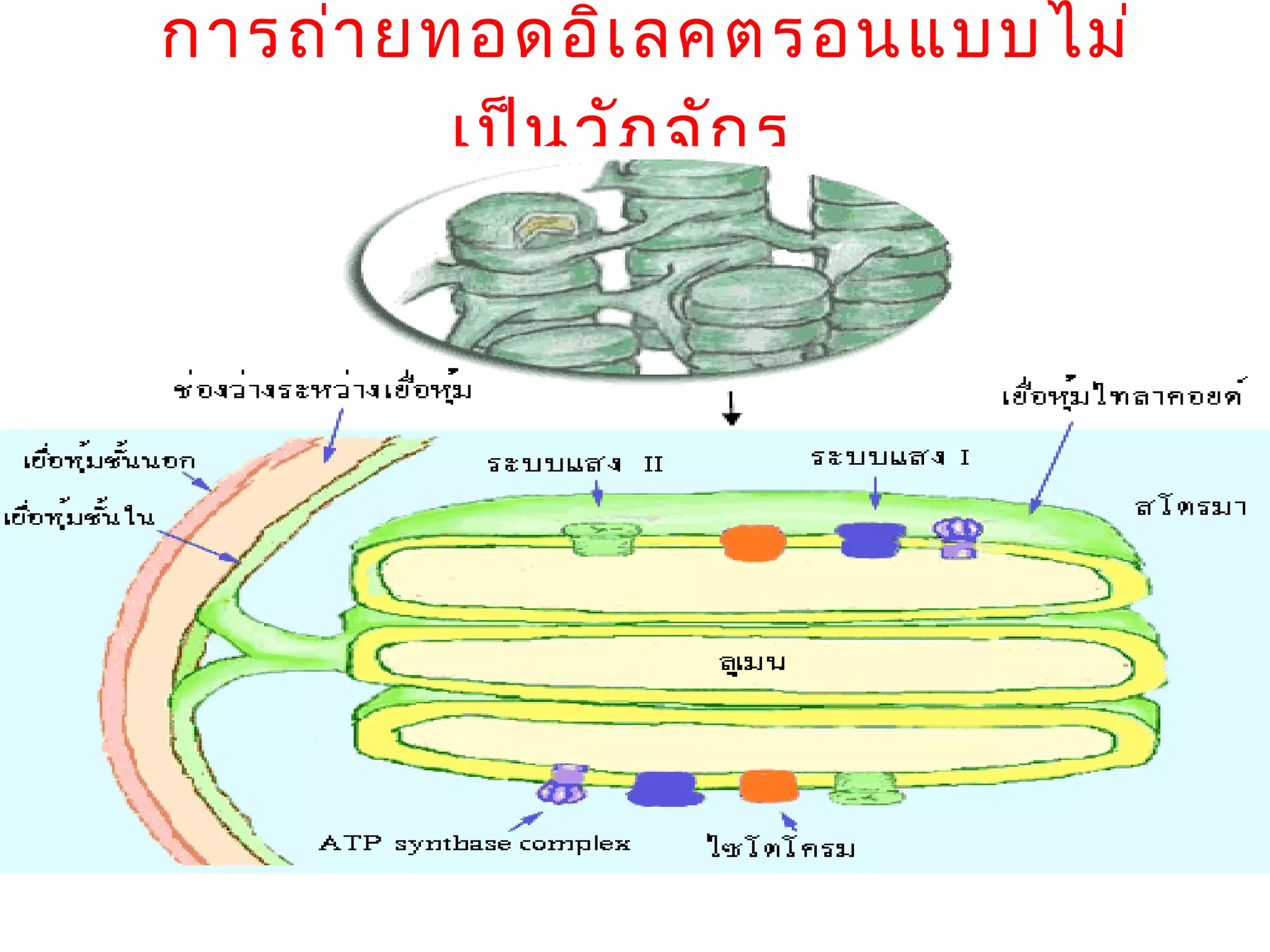 การถ่า ยทอดอิเ ลคตรอนแบบไม่
         เป็น วัฏ จัก ร
 