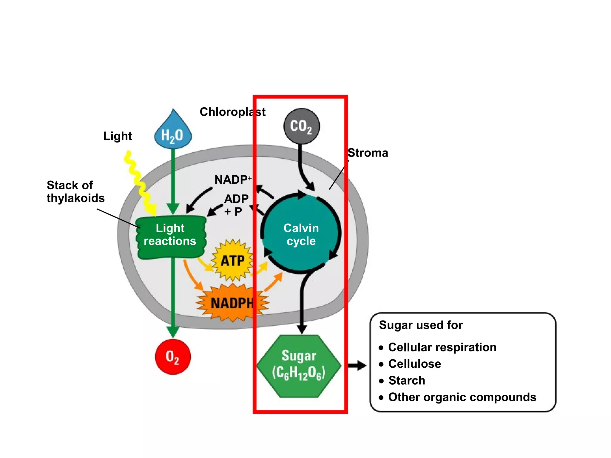 Chloroplast

         Light
                                                    Stroma

Stack of                       NADP+
thylakoids                       ADP
                                 +P
                   Light                   Calvin
                 reactions                 cycle




                                                        Sugar used for
                                                        •   Cellular respiration
                                                        •   Cellulose
                                                        •   Starch
                                                        •   Other organic compounds
 