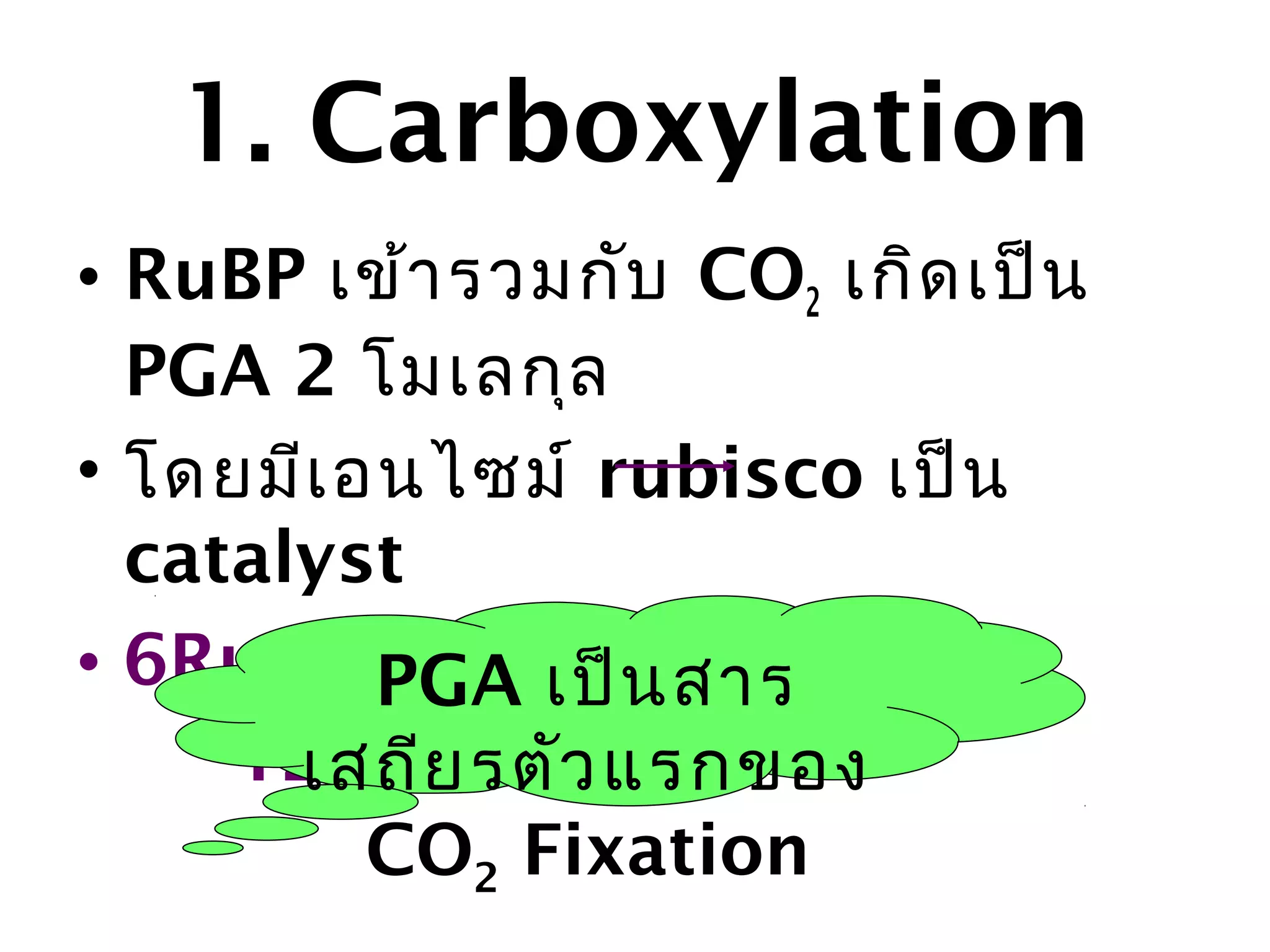 1. Carboxylation
• RuBP เข้ำ รวมกับ CO2 เกิด เป็น
  PGA 2 โมเลกุล
• โดยมีเ อนไซม์ rubisco เป็น
  catalyst
• 6RuBP + 6CO2 น สำร 2O
          PGA เป็ + 6H
       เสถีย รตัว แรกของ
     12 PGA ........(1)
          CO2 Fixation
 