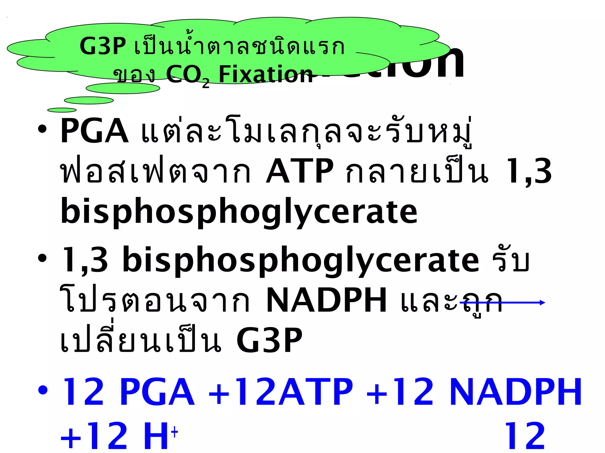 2. Reduction
  G3P เป็น นำ้ำ ตำลชนิด แรก
    ของ CO2 Fixation

• PGA แต่ล ะโมเลกุล จะรับ หมู่
  ฟอสเฟตจำก ATP กลำยเป็น 1,3
  bisphosphoglycerate
• 1,3 bisphosphoglycerate รับ
  โปรตอนจำก NADPH และถูก
  เปลีย นเป็น G3P
      ่
• 12 PGA +12ATP +12 NADPH
  +12 H+              12
 