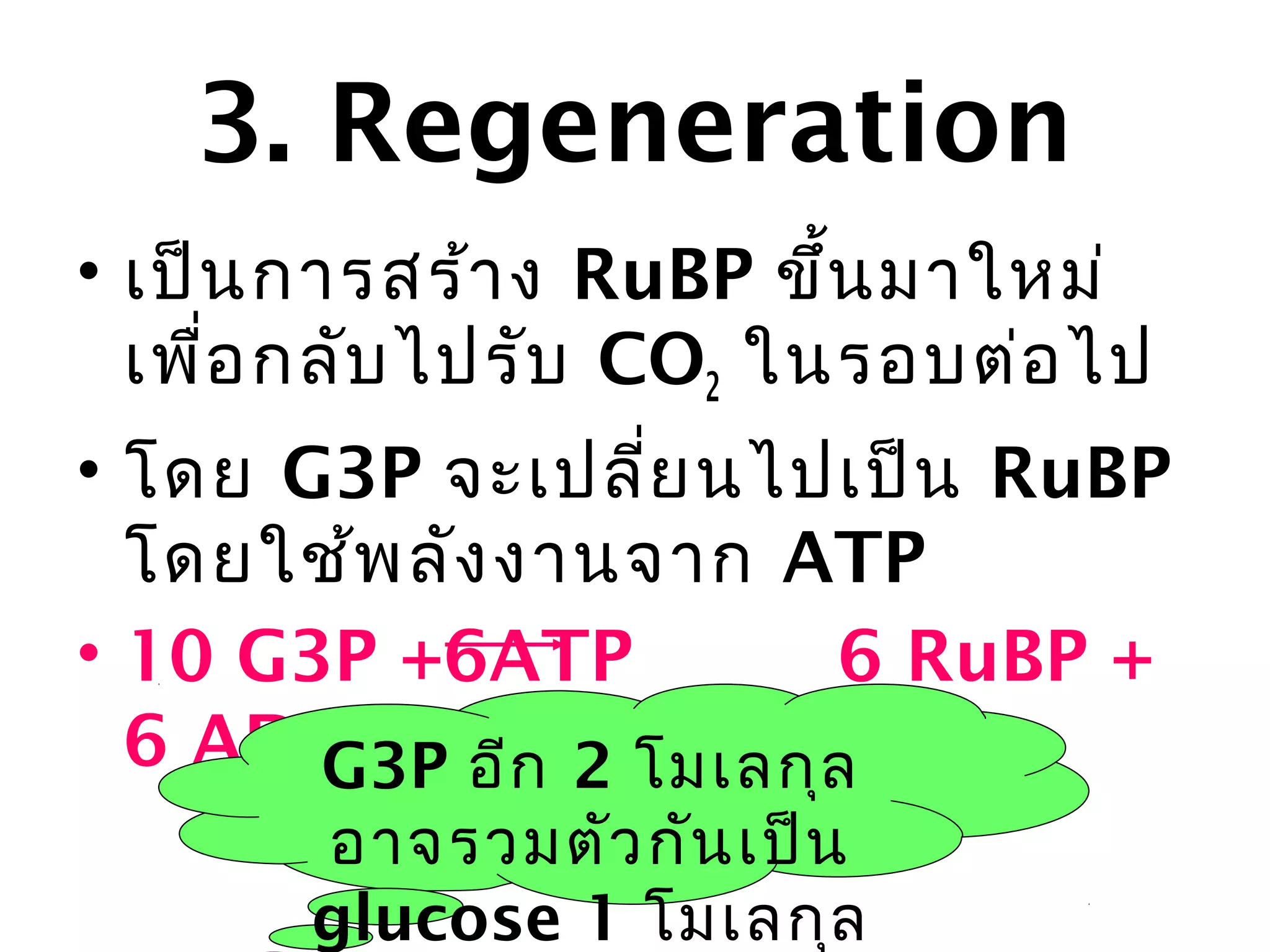 3. Regeneration
• เป็น กำรสร้ำ ง RuBP ขึ้น มำใหม่
  เพื่อ กลับ ไปรับ CO2 ในรอบต่อ ไป
• โดย G3P จะเปลีย นไปเป็น RuBP
                  ่
  โดยใช้พ ลัง งำนจำก ATP
• 10 G3P +6ATP         6 RuBP +
  6 ADP +4Piก ….(3) ล
       G3P อี 2 โมเลกุ
       อำจรวมตัว กัน เป็น
       glucose 1 โมเลกุล
 