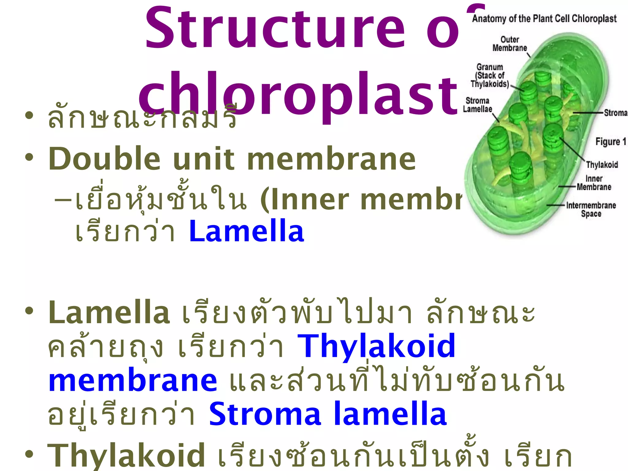 Structure of
        chloroplasts
• ลัก ษณะกลมรี
• Double unit membrane
  – เยื่อ หุ้ม ชั้น ใน (Inner membrane)
    เรีย กว่า Lamella

• Lamella เรีย งตัว พับ ไปมา ลัก ษณะ
  คล้า ยถุง เรีย กว่า Thylakoid
  membrane และส่ว นที่ไ ม่ท ับ ซ้อ นกัน
  อยูเ รีย กว่า Stroma lamella
     ่
• Thylakoid เรีย งซ้อ นกัน เป็น ตั้ง เรีย ก
 