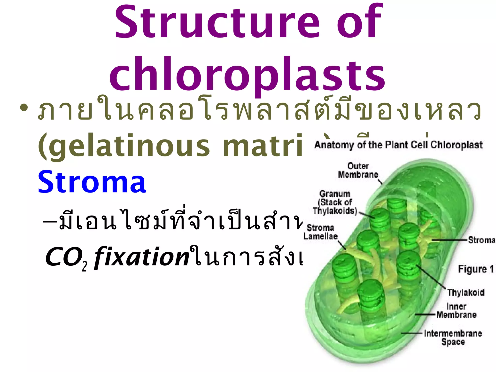 Structure of
        chloroplasts
• ภายในคลอโรพลาสต์ม ีข องเหลว
  (gelatinous matrix) เรีย กว่า
  Stroma
 – มีเ อนไซม์ท ี่จ ำา เป็น สำา หรับ
 CO2 fixationในการสัง เคราะห์ด ้ว ยแสง
 