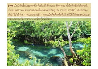 ป่ าพรุ เป็ นป่ าดิบชื%นประเภทหนึ*ง ทีอยู่ในพื%นทีราบลุม เกิดจากแอ่งนํา% จืดเกิดขังตัวติดต่อกัน
                                     *           * ่
เป็ นระยะเวลานาน มีการสะสมของชันดินอินทรียวตถุ เช่น ซากพืช, ซากสัตว์, เศษซากของ
                                       %            ์ั
ต้นไม้ ใบไม้ ต่าง ๆ จนย่อยสลายช้า ๆ กลายเป็ นดินพีตหรือดินอินทรียทมลกษณะหยุ่นยวบ
                                                                            ์ *ี ี ั
เหมือนฟองนํา% ทีมความหนาแน่นน้อยอุมนํา% ได้มาก
                   * ี                     ้
 