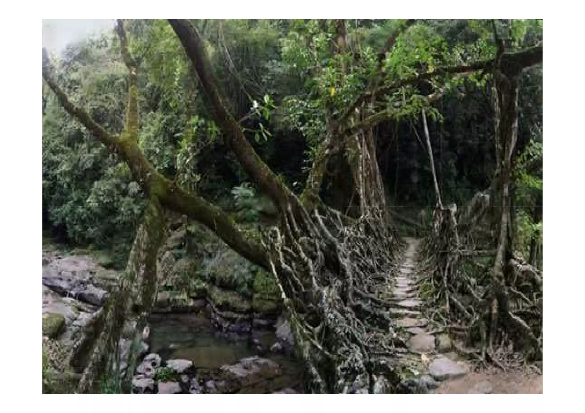 เมืองเชอร=ราปุนจิ
รัฐอัสสัม ประเทศอินเดีย
เป0นเมืองที่มีฝนตกชุก
มากที่สุดในโลก
 สําหรับสะพานรากไม)
ที่เห็นนี้มีความโดดเดน
แปลกตามากที่สุด และ
เชื่อกันวามีเพียงสะพาน
เดียวในโลกก็คือสะพาน
รากไม)สองชั้น
 