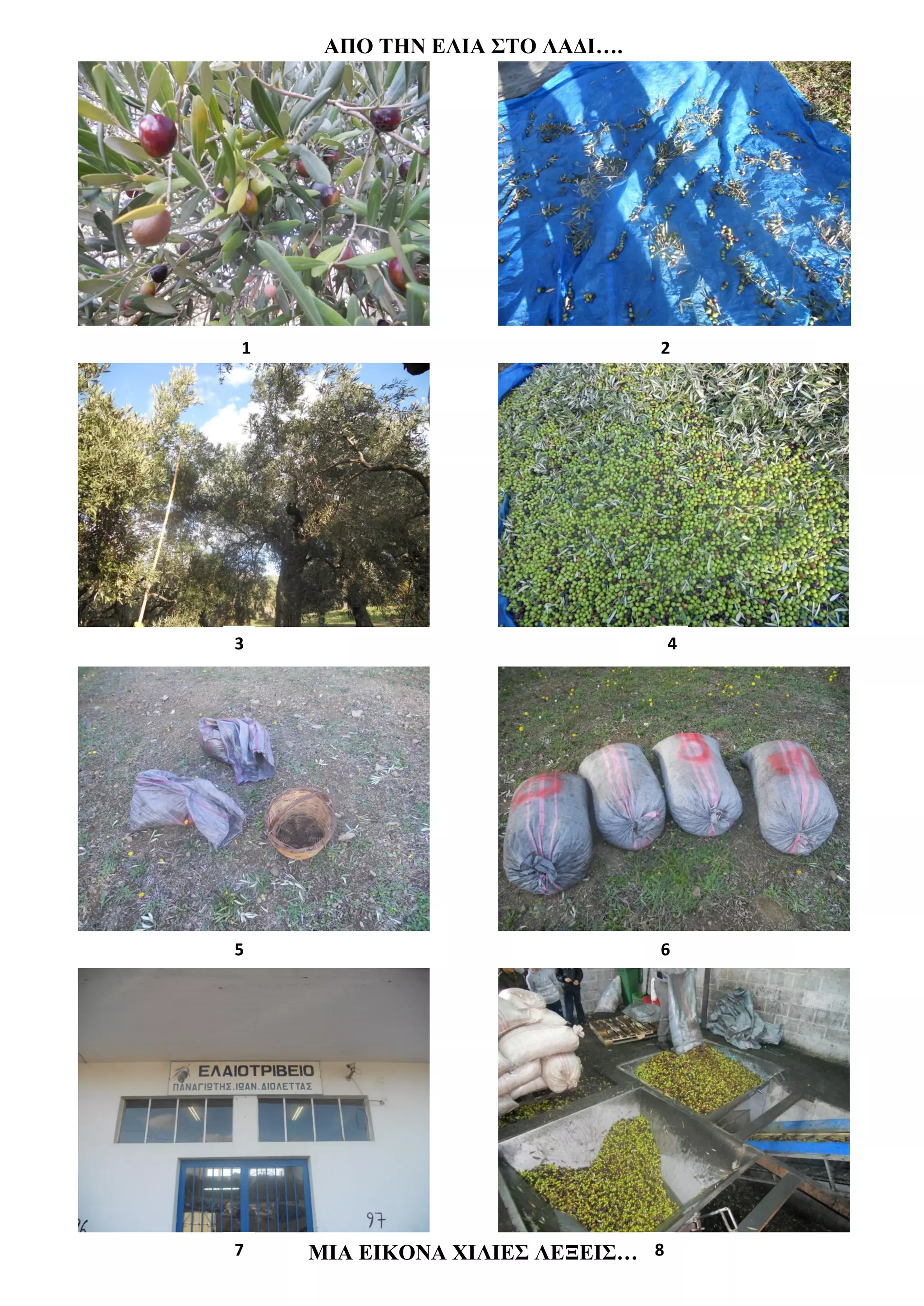 ΑΠΟ ΤΗΝ ΕΛΙΑ ΣΤΟ ΛΑΔΙ….




1                              2




3                                 4




5                              6




7   ΜΙΑ ΕΙΚΟΝΑ ΧΙΛΙΕΣ ΛΕΞΕΙΣ… 8
 