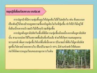 ทฤษฎีที่เชื่อมโยงทางระบบนิเวศ
        การปลูกป่าที่มความชุ่มชื้นสูงให้ปลูกต้นไม้ที่ไม่ผลัดใบ เช่น ต้นตะแบก
                      ี
 เป็นพันธุ์ไม้ของป่าเบญจพรรณชื้นเจริญเติบโตในที่ชุ่มชื้น ทาให้ปาไม้อยู่ได้
                                                                    ่
 ยั่งยืนเนื่องจากบริเวณป่าไม้เป็นบริเวณที่ชุ่มชื้น
        การปลูกต้นยูคาลิปตัสในพื้นที่ที่มความชุ่มชื้นน้อยเนื่องจากต้นยูคาลิปตัส
                                         ี
 นั้น สามารถปลกได้ในสภาพพื้นดินที่แห้งแล้ง ช่วยให้เกิดความสมดุลตาม
 ธรรมชาติ เพิ่มความชุ่มชื้นให้แก่พื้นที่เนื่องจาก ปริมาณน้าที่ต้นไม้ยูคาลิปตัส
 ดูดขึ้นไปคายน้าออกทางใบ เป็นปริมาณกว่า 95% มีส่วนช่วยทาให้ฝนตก
 ก่อให้เกิดการหมุนเวียนของธาตุอาหารในดิน
 