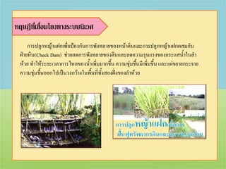 ทฤษฎีที่เชื่อมโยงทางระบบนิเวศ
     การปลูกหญ้าแฝกเพื่อป้องกันการพังทลายของหน้าดินและการปลูกหญ้าแฝกผสมกับ
 ฝ่ายหิน(Check Dam) ช่วยลดการพังทลายของดินและลดความรุนแรงของกระแสน้าในลา
 ห้วย ทาให้ระยะเวลาการไหลของน้าเพิ่มมากขึ้น ความชุ่มชื้นมีเพิ่มขึ้น และแผ่ขยายกระจาย
 ความชุ่มชื้นออกไปเป็นวงกว้างในพื้นที่ทั้งสองฝั่งของลาห้วย
 