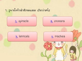 7. รูหายใจข้างลาตัวของแมลง เรียกว่าอะไร

        ก. spiracle                       ค. stomata


        ข. lenticels                      ง. trachea
 