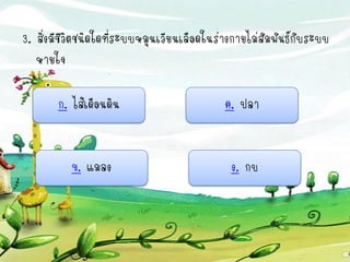3. สิ่งมีชีวิตชนิดใดที่ระบบหมุนเวียนเลือดในร่างกายไม่สัมพันธ์กับระบบ
   หายใจ

       ก. ไส้เดือนดิน                       ค. ปลา


          ข. แมลง                             ง. กบ
 