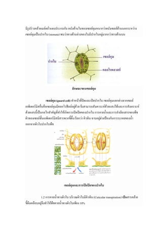 มีรูปร่ างคล้ายเมล์ดถัวแดงประกบกัน ผนังด้านในของเซลล์คุมหนากว่าผนังเซลล์ดานนอกระหว่าง
                                                                         ้
                                                            ่
เซลล์คุมเป็ นปากใบ (stomata) พบว่าทางด้านล่างของใบมีปากใบอยูมากกว่าทางด้านบน




                                       ลักษณะของเซลล์ คุม

                   เซลล์ คุม (guard cell) ทําหน้าทีปิ ดและเปิ ดปากใบ เซลล์คุมแตกต่างจากเซลล์
                                             ่ ้
เอพิเดอร์ มิสอืนคือเซลล์คุมมีคลอโรฟี ลล์อยูดวย จึงสามารถสังเคาระห์ดวยแสงได้และการสังเคราะห์
                                                                       ้
ด้วยแสงนีเป็ นกลไกสําคัญทีทําให้เกิดการเปิ ดปิ ดของปากใบ การคายนําและการลําเลียงสารของพืช
ผิวของเซลล์ชนเอพิเดอร์ มิสมีสารพวกขีผึง เรี ยกว่า คิวทิน ฉาบอยูช่วยป้ องกันการระเหยของนํา
               ั                                                  ่
ออกจากผิวใบปากใบพืช




                                เซลล์ คุมและการเปิ ดปิ ดของปากใบ

             1.2 การคายนําทางผิวใบ บริ เวณผิวใบมีคิวทิน (Cuticular transpiration) เป็ นสารคล้าย
              ่
ขีผึงเคลือบอยูจึงทําให้พืชคายนําทางผิวใบเพียง 10%
 