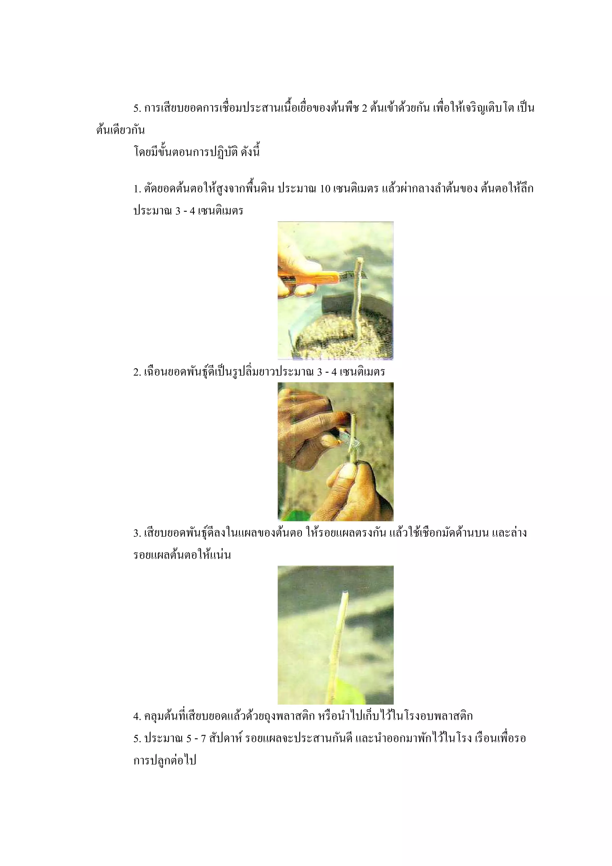5. การเสี ยบยอดการเชือมประสานเนือเยือของต้นพืช 2 ต้นเข้าด้วยกัน เพือให้เจริ ญเติบโต เป็ น
ต้นเดียวกัน
        โดยมีขนตอนการปฏิบติ ดังนี
               ั             ั

        1. ตัดยอดต้นตอให้สูงจากพืนดิน ประมาณ 10 เซนติเมตร แล้วผ่ากลางลําต้นของ ต้นตอให้ลึก
        ประมาณ 3 - 4 เซนติเมตร




        2. เฉื อนยอดพันธุ์ดีเป็ นรู ปลิมยาวประมาณ 3 - 4 เซนติเมตร




        3. เสี ยบยอดพันธุ์ดีลงในแผลของต้นตอ ให้รอยแผลตรงกัน แล้วใช้เชือกมัดด้านบน และล่าง
        รอยแผลต้นตอให้แน่น




        4. คลุมต้นทีเสี ยบยอดแล้วด้วยถุงพลาสติก หรื อนําไปเก็บไว้ในโรงอบพลาสติก
        5. ประมาณ 5 - 7 สัปดาห์ รอยแผลจะประสานกันดี และนําออกมาพักไว้ในโรง เรื อนเพือรอ
        การปลูกต่อไป
 