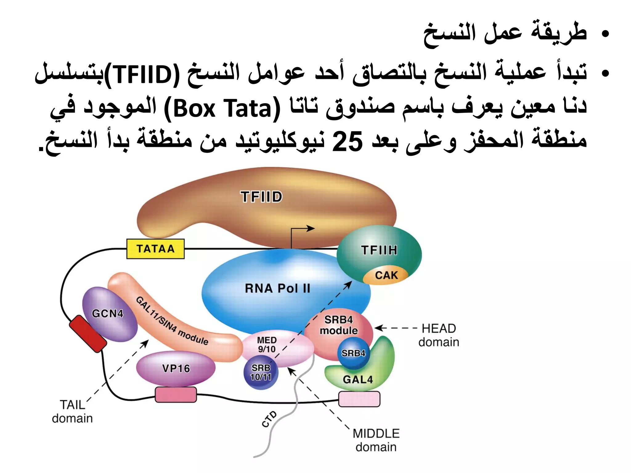 ‫• طريقة عمل النسخ‬
‫• تبدأ عملية النسخ بالتصاق أحد عوامل النسخ )‪)TFIID‬بتسلسل‬
 ‫دنا معين يعرف باسم صندوق تاتا (‪ )Box Tata‬الموجود في‬
‫منطقة المحفز وعلى بعد 52 نيوكليوتيد من منطقة بدأ النسخ.‬
 