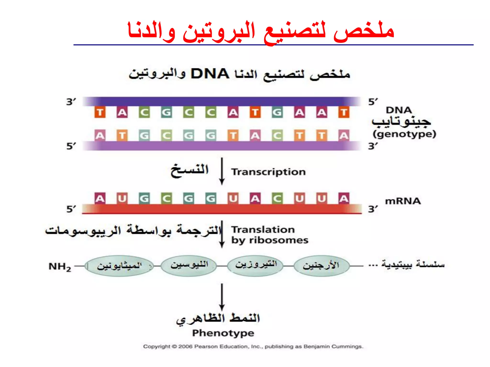 ‫ملخص لتصنيع البروتين والدنا‬
 