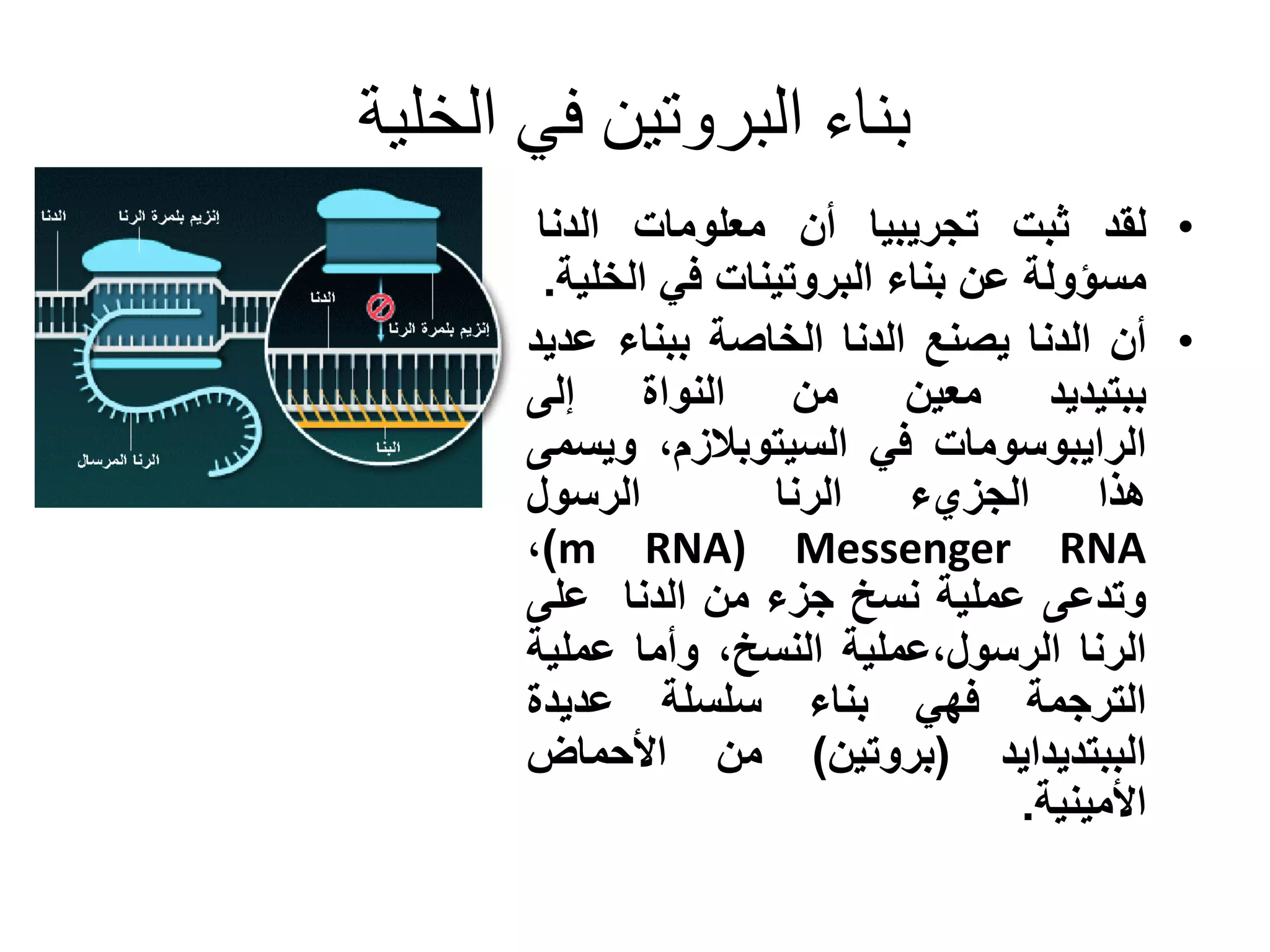‫بناء البروتين في الخلية‬
       ‫• لقد ثبت تجريبيا أن معلومات الدنا‬
       ‫مسؤولة عن بناء البروتينات في الخلية.‬
      ‫• أن الدنا يصنع الدنا الخاصة ببناء عديد‬
      ‫ببتيديد معين من النواة إلى‬
      ‫الرايبوسومات في السيتوبالزم، ويسمى‬
      ‫الرسول‬         ‫هذا الجزيء الرنا‬
      ‫‪،)m RNA) Messenger RNA‬‬
      ‫وتدعى عملية نسخ جزء من الدنا على‬
      ‫الرنا الرسول،عملية النسخ، وأما عملية‬
      ‫الترجمة فهي بناء سلسلة عديدة‬
      ‫الببتديدايد (بروتين) من األحماض‬
                                     ‫األمينية.‬
 