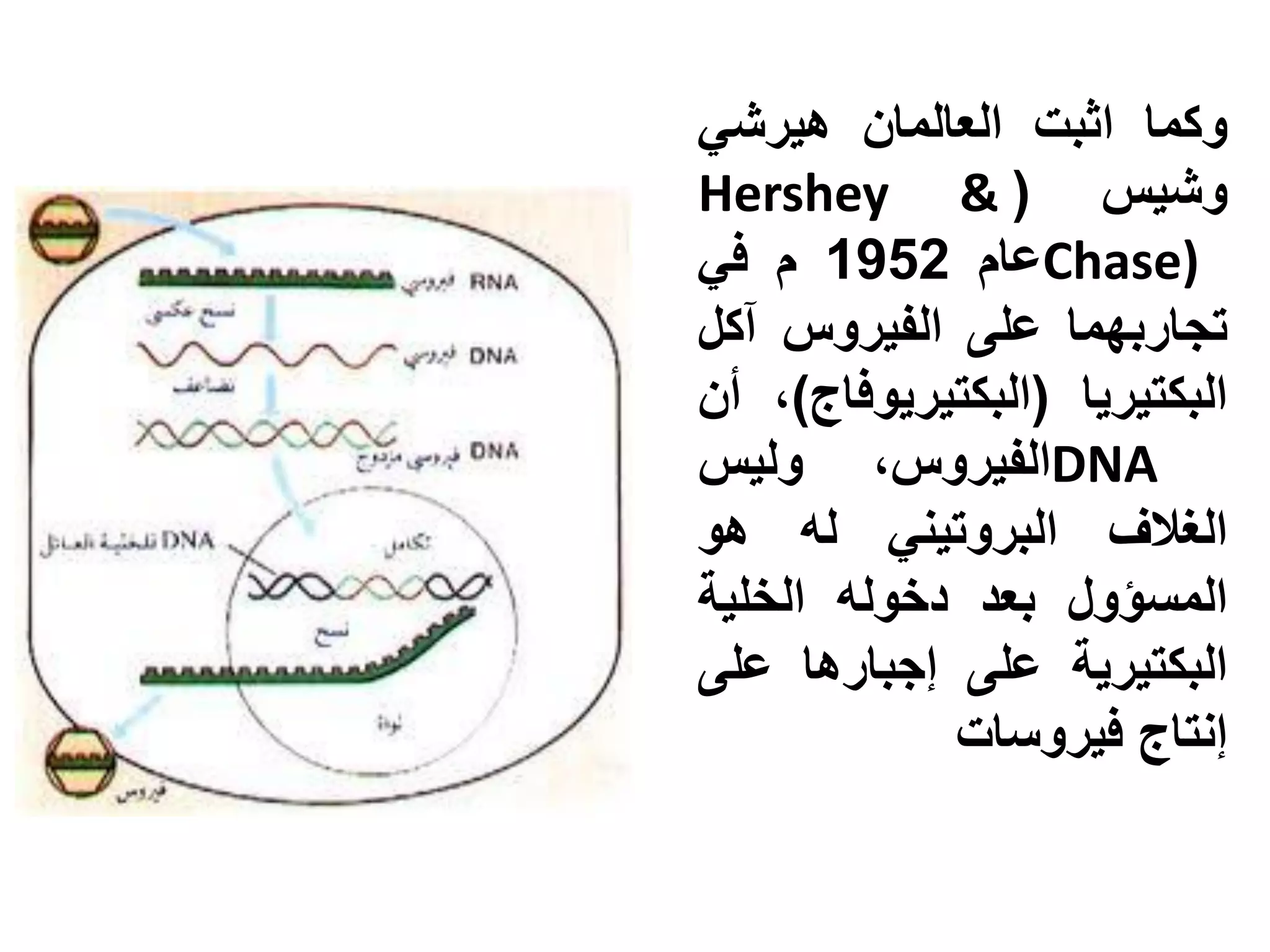 ‫وكما اثبت العالمان هيرشي‬
‫وشيس ( & ‪Hershey‬‬
‫)‪Chase‬عام 2591 م في‬
‫تجاربهما على الفيروس آكل‬
‫البكتيريا (البكتيريوفاج)، أن‬
‫‪DNA‬الفيروس، وليس‬
‫الغالف البروتيني له هو‬
‫المسؤول بعد دخوله الخلية‬
‫البكتيرية على إجبارها على‬
            ‫إنتاج فيروسات‬
 