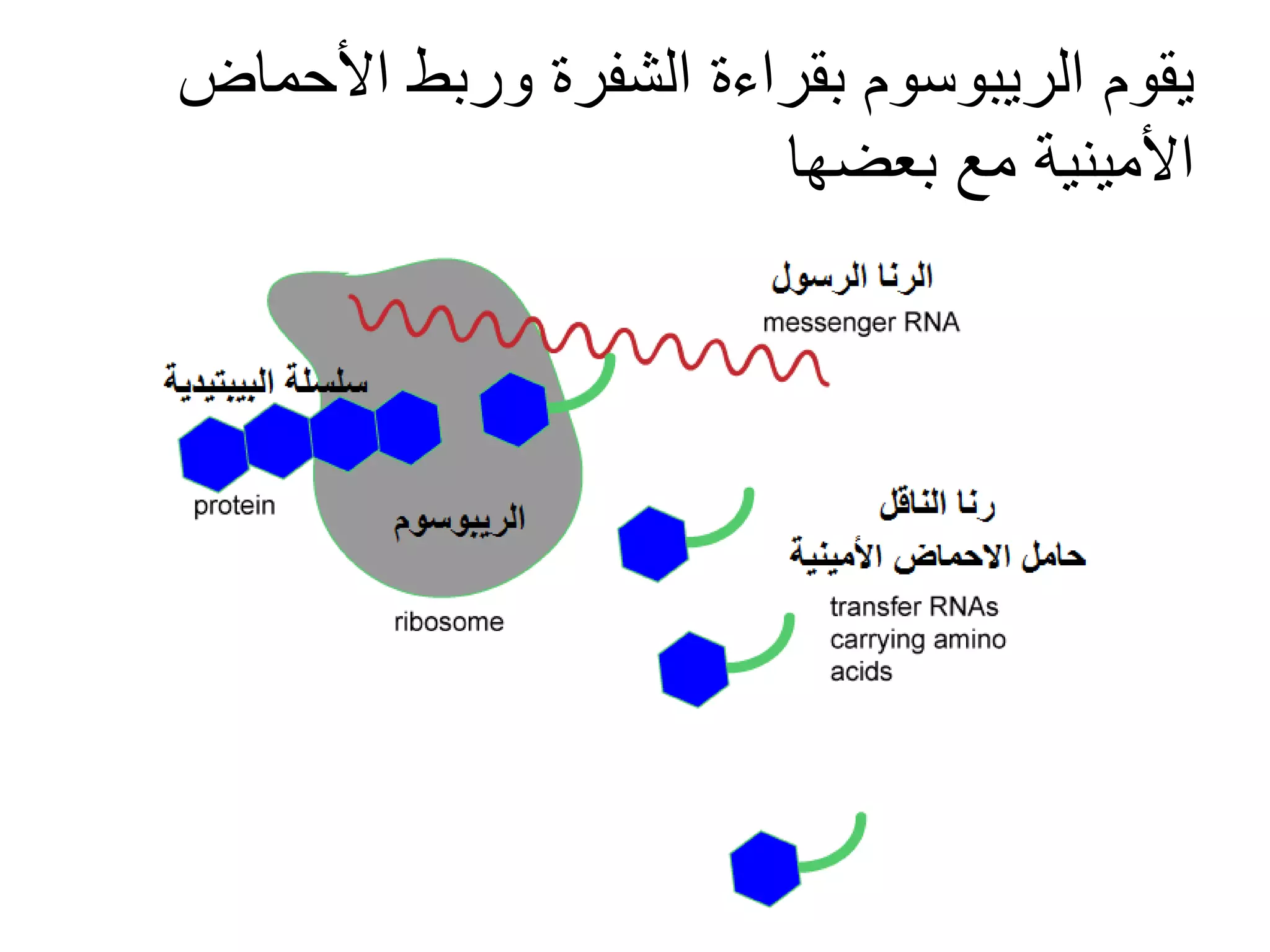‫يقوم الريبوسوم بقراءة الشفرة وربط األحماض‬
                       ‫األمينية مع بعضها‬
 