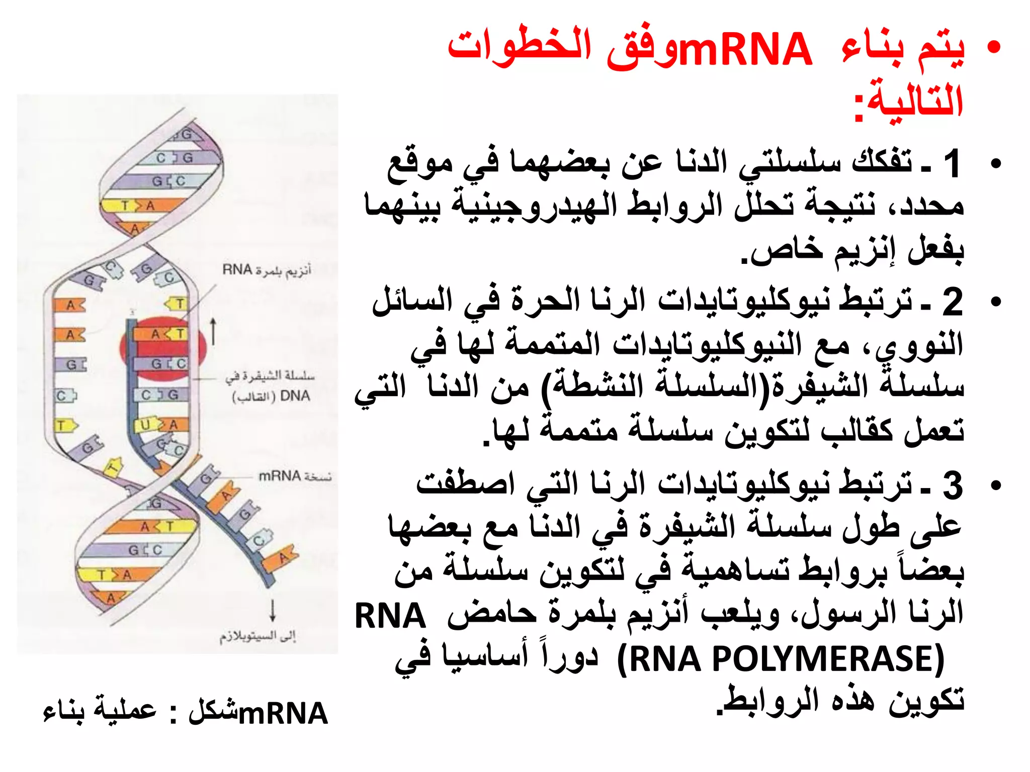 ‫• يتم بناء ‪mRNA‬وفق الخطوات‬
                                             ‫التالية:‬
                       ‫• 1 ـ تفكك سلسلتي الدنا عن بعضهما في موقع‬
                     ‫محدد، نتيجة تحلل الروابط الهيدروجينية بينهما‬
                                                  ‫بفعل إنزيم خاص.‬
                      ‫• 2 ـ ترتبط نيوكليوتايدات الرنا الحرة في السائل‬
                         ‫النووي، مع النيوكليوتايدات المتممة لها في‬
                     ‫سلسلة الشيفرة(السلسلة النشطة) من الدنا التي‬
                               ‫تعمل كقالب لتكوين سلسلة متممة لها.‬
                         ‫• 3 ـ ترتبط نيوكليوتايدات الرنا التي اصطفت‬
                       ‫على طول سلسلة الشيفرة في الدنا مع بعضها‬
                        ‫بعضا بروابط تساهمية في لتكوين سلسلة من‬
                     ‫الرنا الرسول، ويلعب أنزيم بلمرة حامض ‪RNA‬‬
                        ‫)‪ (RNA POLYMERASE‬دورا أساسيا في‬
‫‪mRNA‬شكل : عملية بناء‬                            ‫تكوين هذه الروابط.‬
 