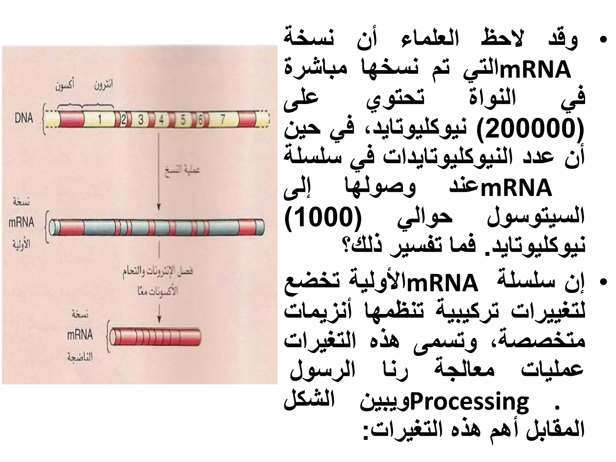 ‫• وقد الحظ العلماء أن نسخة‬
‫‪mRNA‬التي تم نسخها مباشرة‬
‫على‬      ‫تحتوي‬      ‫النواة‬    ‫في‬
‫(000002) نيوكليوتايد، في حين‬
‫أن عدد النيوكليوتايدات في سلسلة‬
‫‪mRNA‬عند وصولها إلى‬
‫السيتوسول حوالي (0001)‬
      ‫نيوكليوتايد. فما تفسير ذلك؟‬
‫• إن سلسلة ‪mRNA‬األولية تخضع‬
‫لتغييرات تركيبية تنظمها أنزيمات‬
‫متخصصة، وتسمى هذه التغيرات‬
 ‫عمليات معالجة رنا الرسول‬
‫. ‪Processing‬ويبين الشكل‬
        ‫المقابل أهم هذه التغيرات:‬
 