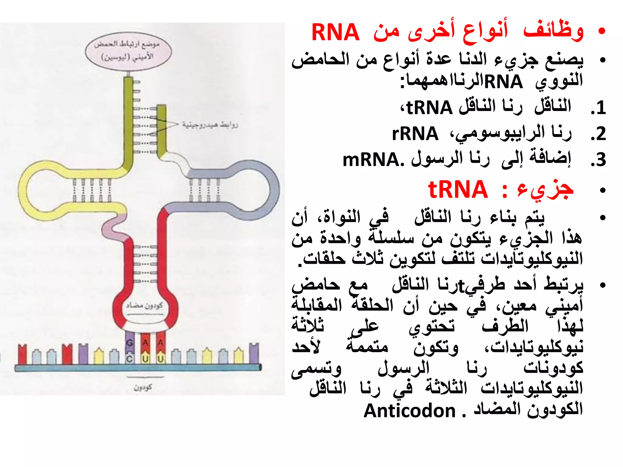 ‫• وظائف أنواع أخرى من ‪RNA‬‬
‫يصنع جزيء الدنا عدة أنواع من الحامض‬    ‫•‬
            ‫النووي ‪RNA‬الرنااهمهما:‬
            ‫الناقل رنا الناقل ‪،tRNA‬‬   ‫1.‬
           ‫رنا الرايبوسومي، ‪rRNA‬‬      ‫2.‬
    ‫إضافة إلى رنا الرسول .‪mRNA‬‬        ‫3.‬
                 ‫جزيء : ‪tRNA‬‬           ‫•‬
‫يتم بناء رنا الناقل في النواة، أن‬      ‫•‬
‫هذا الجزيء يتكون من سلسلة واحدة من‬
 ‫النيوكليوتايدات تلتف لتكوين ثالث حلقات.‬
‫• يرتبط أحد طرفي‪t‬رنا الناقل مع حامض‬
‫أميني معين، في حين أن الحلقة المقابلة‬
‫لهذا الطرف تحتوي على ثالثة‬
‫نيوكليوتايدات، وتكون متممة ألحد‬
‫وتسمى‬        ‫الرسول‬     ‫رنا‬    ‫كودونات‬
   ‫النيوكليوتايدات الثالثة في رنا الناقل‬
           ‫الكودون المضاد . ‪Anticodon‬‬
 