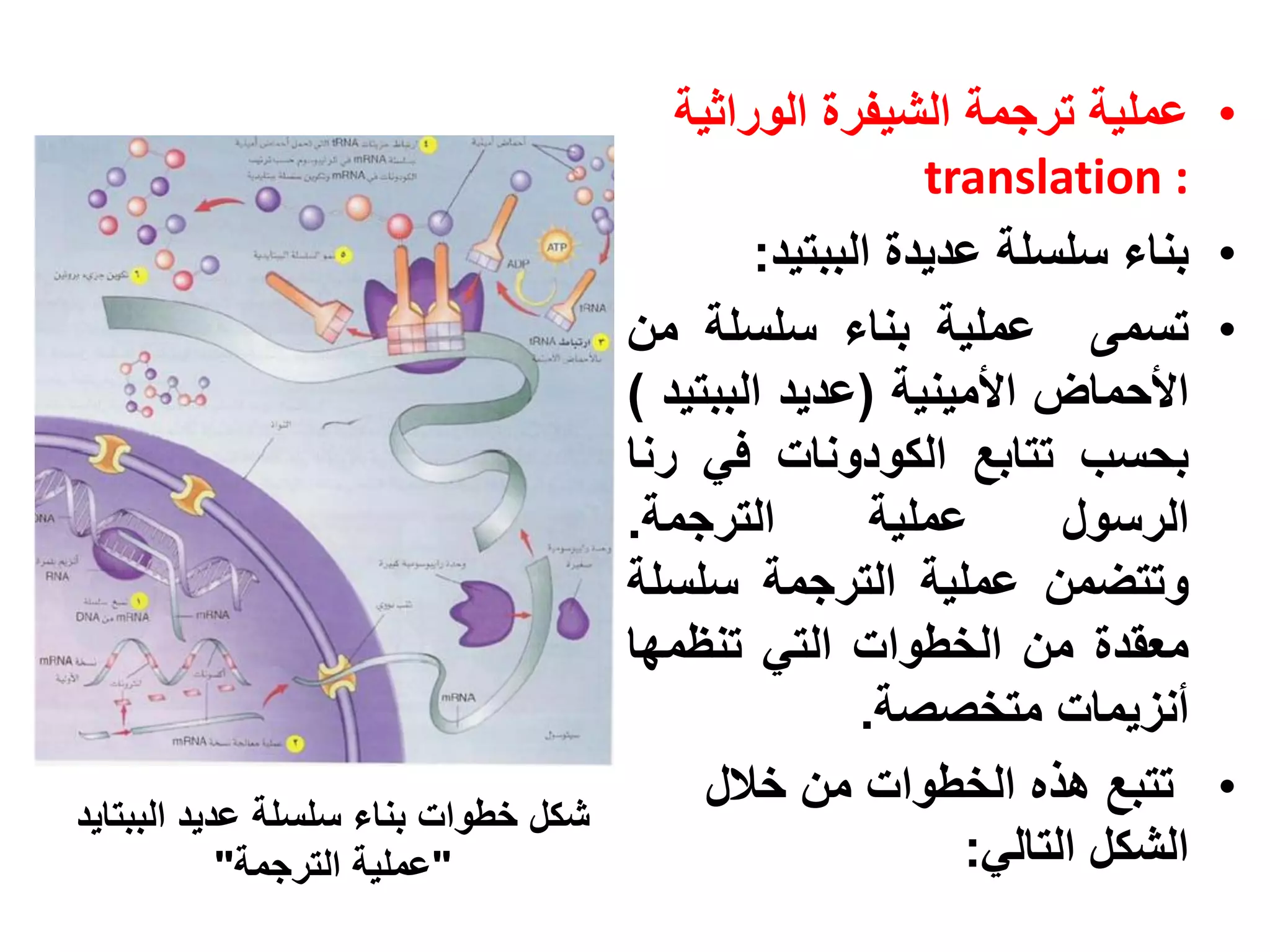 ‫عملية ترجمة الشيفرة الوراثية‬      ‫•‬
                                                        ‫: ‪translation‬‬
                                             ‫بناء سلسلة عديدة الببتيد:‬    ‫•‬
                                     ‫تسمى عملية بناء سلسلة من‬             ‫•‬
                                     ‫األحماض األمينية (عديد الببتيد )‬
                                     ‫بحسب تتابع الكودونات في رنا‬
                                     ‫الترجمة.‬        ‫عملية‬      ‫الرسول‬
                                     ‫وتتضمن عملية الترجمة سلسلة‬
                                     ‫معقدة من الخطوات التي تنظمها‬
                                                    ‫أنزيمات متخصصة.‬
                                          ‫تتبع هذه الخطوات من خالل‬        ‫•‬
‫شكل خطوات بناء سلسلة عديد الببتايد‬
            ‫"عملية الترجمة"‬                               ‫الشكل التالي:‬
 