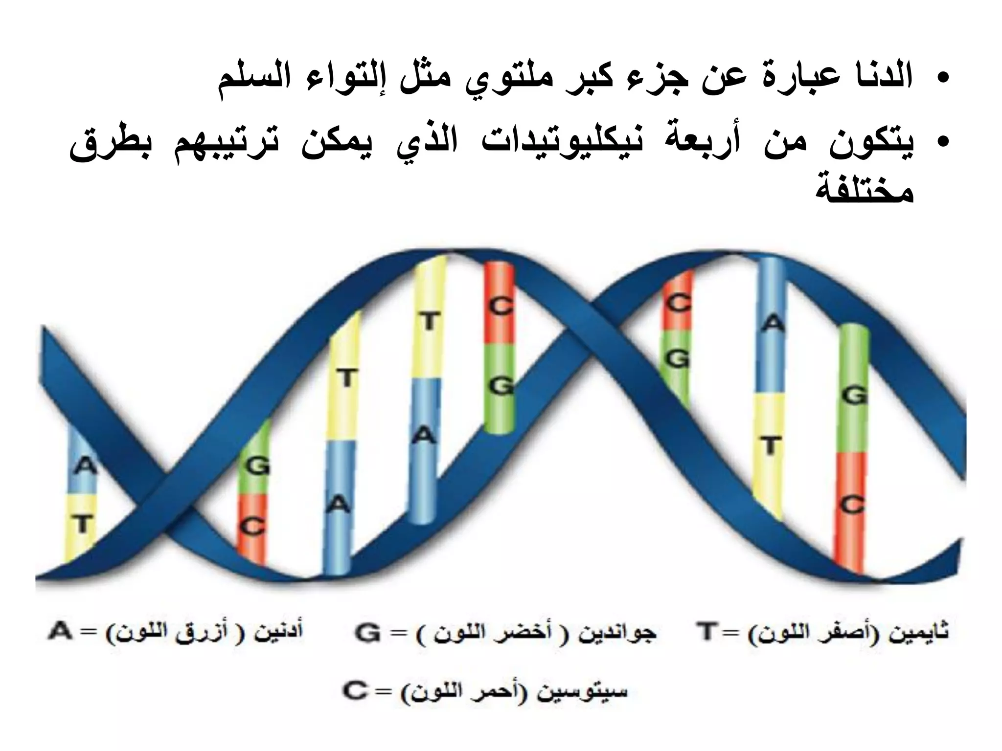 ‫• الدنا عبارة عن جزء كبر ملتوي مثل إلتواء السلم‬
‫• يتكون من أربعة نيكليوتيدات الذي يمكن ترتيبهم بطرق‬
                                              ‫مختلفة‬
 