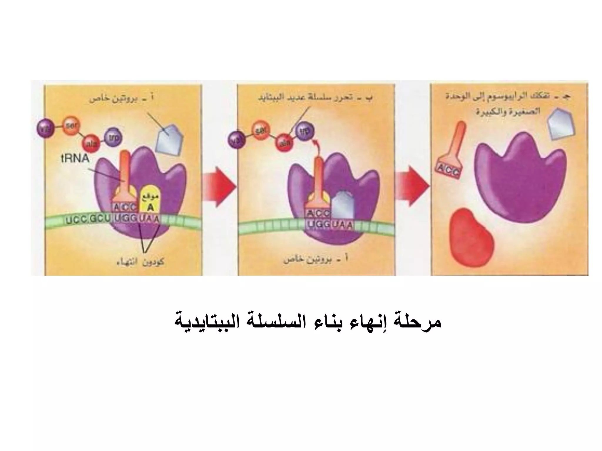 ‫مرحلة إنهاء بناء السلسلة الببتايدية‬
 