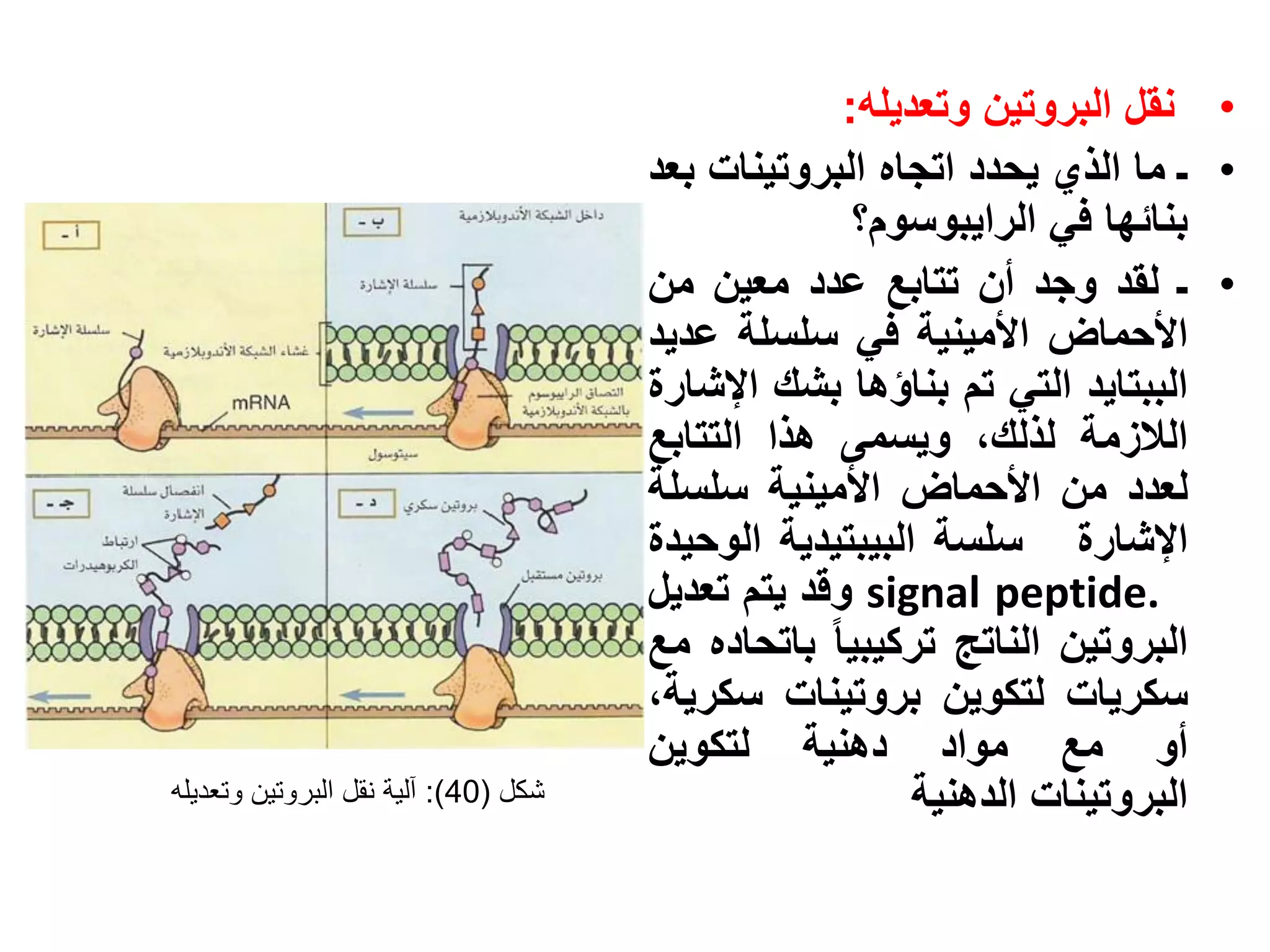 ‫• نقل البروتين وتعديله:‬
                                      ‫• ـ ما الذي يحدد اتجاه البروتينات بعد‬
                                                    ‫بنائها في الرايبوسوم؟‬
                                      ‫• ـ لقد وجد أن تتابع عدد معين من‬
                                      ‫األحماض األمينية في سلسلة عديد‬
                                      ‫الببتايد التي تم بناؤها بشك اإلشارة‬
                                      ‫الالزمة لذلك، ويسمى هذا التتابع‬
                                      ‫لعدد من األحماض األمينية سلسلة‬
                                      ‫اإلشارة سلسة البيبتيدية الوحيدة‬
                                      ‫.‪ signal peptide‬وقد يتم تعديل‬
                                      ‫البروتين الناتج تركيبيا باتحاده مع‬
                                      ‫سكريات لتكوين بروتينات سكرية،‬
                                      ‫أو مع مواد دهنية لتكوين‬
‫شكل (04): آلية نقل البروتين وتعديله‬                     ‫البروتينات الدهنية‬
 