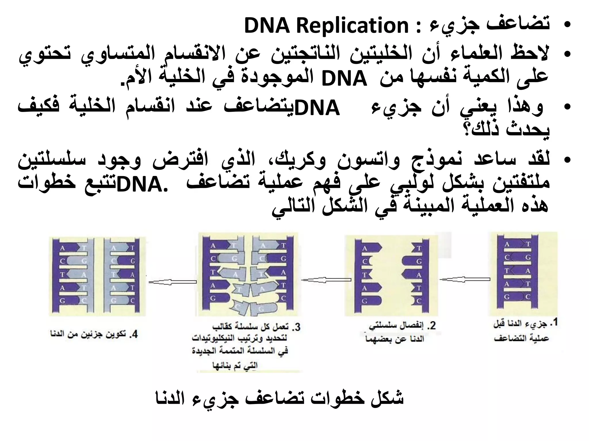‫تضاعف جزيء : ‪DNA Replication‬‬             ‫•‬
‫الحظ العلماء أن الخليتين الناتجتين عن االنقسام المتساوي تحتوي‬       ‫•‬
           ‫على الكمية نفسها من ‪ DNA‬الموجودة في الخلية األم.‬
‫وهذا يعني أن جزيء ‪DNA‬يتضاعف عند انقسام الخلية فكيف‬                  ‫•‬
                                                      ‫يحدث ذلك؟‬
‫لقد ساعد نموذج واتسون وكريك، الذي افترض وجود سلسلتين‬                ‫•‬
‫ملتفتين بشكل لولبي على فهم عملية تضاعف .‪DNA‬تتبع خطوات‬
                              ‫هذه العملية المبينة في الشكل التالي‬




                ‫شكل خطوات تضاعف جزيء الدنا‬
 