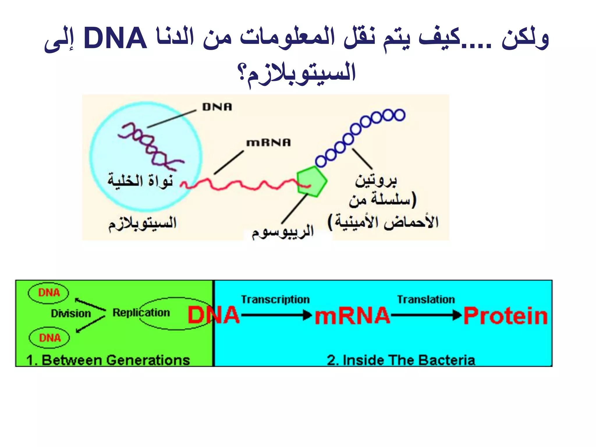 ‫ولكن ....كيف يتم نقل المعلومات من الدنا ‪ DNA‬إلى‬
                 ‫السيتوبالزم؟‬
 