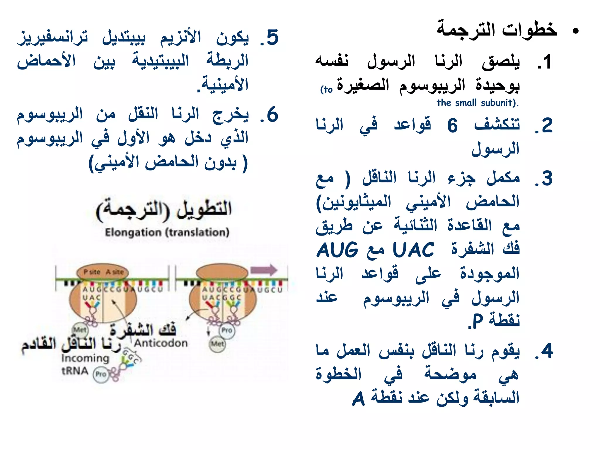 ‫5. يكون األنزيم بيبتديل ترانسفيريز‬                   ‫• خطوات الترجمة‬
‫الربطة البيبتيدية بين األحماض‬        ‫1. يلصق الرنا الرسول نفسه‬
                         ‫األمينية.‬    ‫بوحيدة الريبوسوم الصغيرة ‪(to‬‬
                                                     ‫.)‪the small subunit‬‬
‫6. يخرج الرنا النقل من الريبوسوم‬
                                     ‫2. تنكشف 6 قواعد في الرنا‬
‫الذي دخل هو األول في الريبوسوم‬
                                                            ‫الرسول‬
          ‫( بدون الحامض األميني)‬
                                     ‫3. مكمل جزء الرنا الناقل ( مع‬
                                     ‫الحامض األميني الميثايونين)‬
                                     ‫مع القاعدة الثنائية عن طريق‬
                                     ‫فك الشفرة ‪ UAC‬مع ‪AUG‬‬
                                     ‫الموجودة على قواعد الرنا‬
                                     ‫الرسول في الريبوسوم عند‬
                                                           ‫نقطة ‪.P‬‬
                                     ‫4. يقوم رنا الناقل بنفس العمل ما‬
                                     ‫هي موضحة في الخطوة‬
                                          ‫السابقة ولكن عند نقطة ‪A‬‬
 