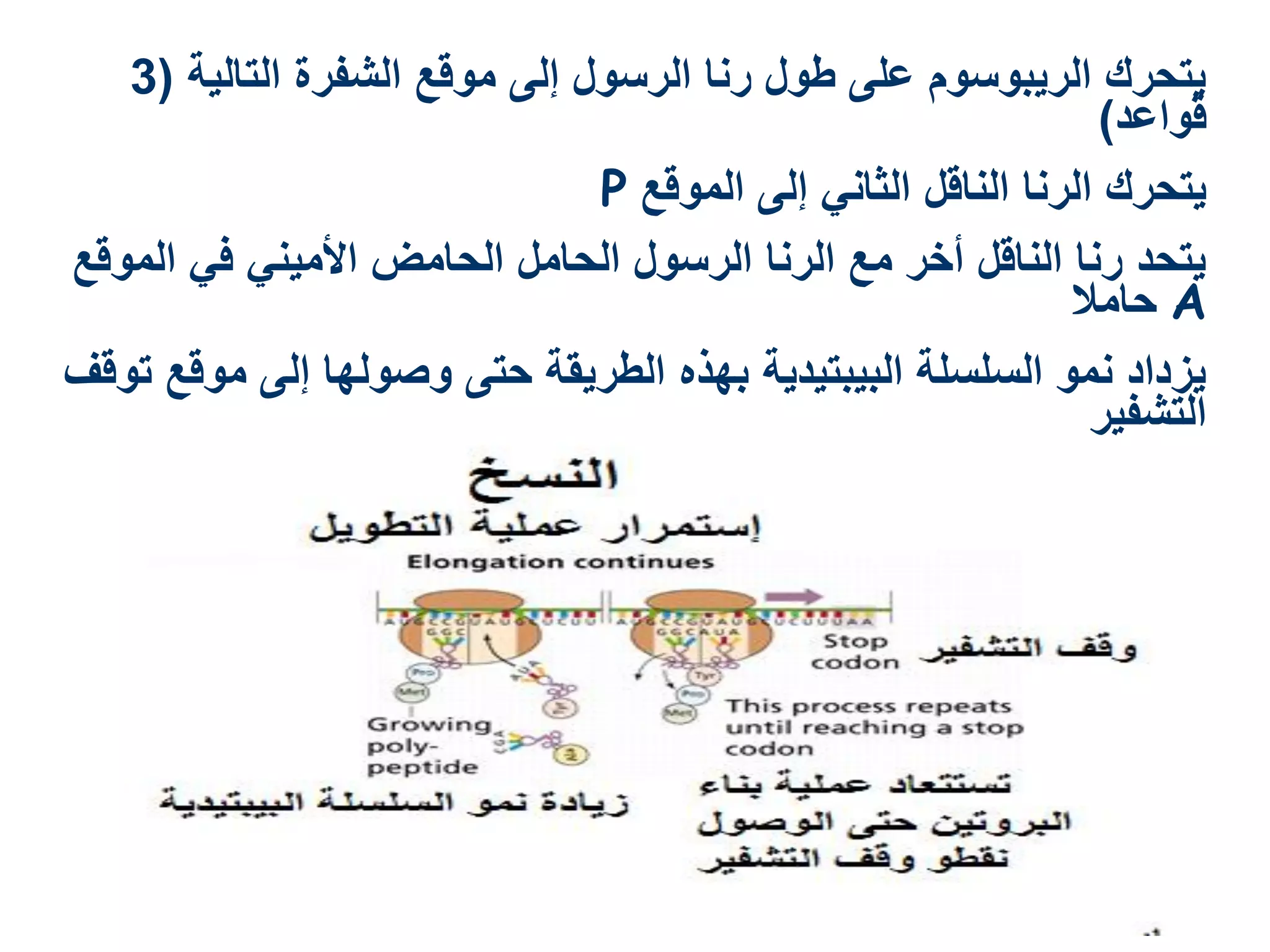 ‫يتحرك الريبوسوم على طول رنا الرسول إلى موقع الشفرة التالية (3‬
                                                               ‫قواعد)‬
                               ‫يتحرك الرنا الناقل الثاني إلى الموقع ‪P‬‬
‫يتحد رنا الناقل أخر مع الرنا الرسول الحامل الحامض األميني في الموقع‬
                                                             ‫‪ A‬حامال‬
‫يزداد نمو السلسلة البيبتيدية بهذه الطريقة حتى وصولها إلى موقع توقف‬
                                                               ‫التشفير‬
 