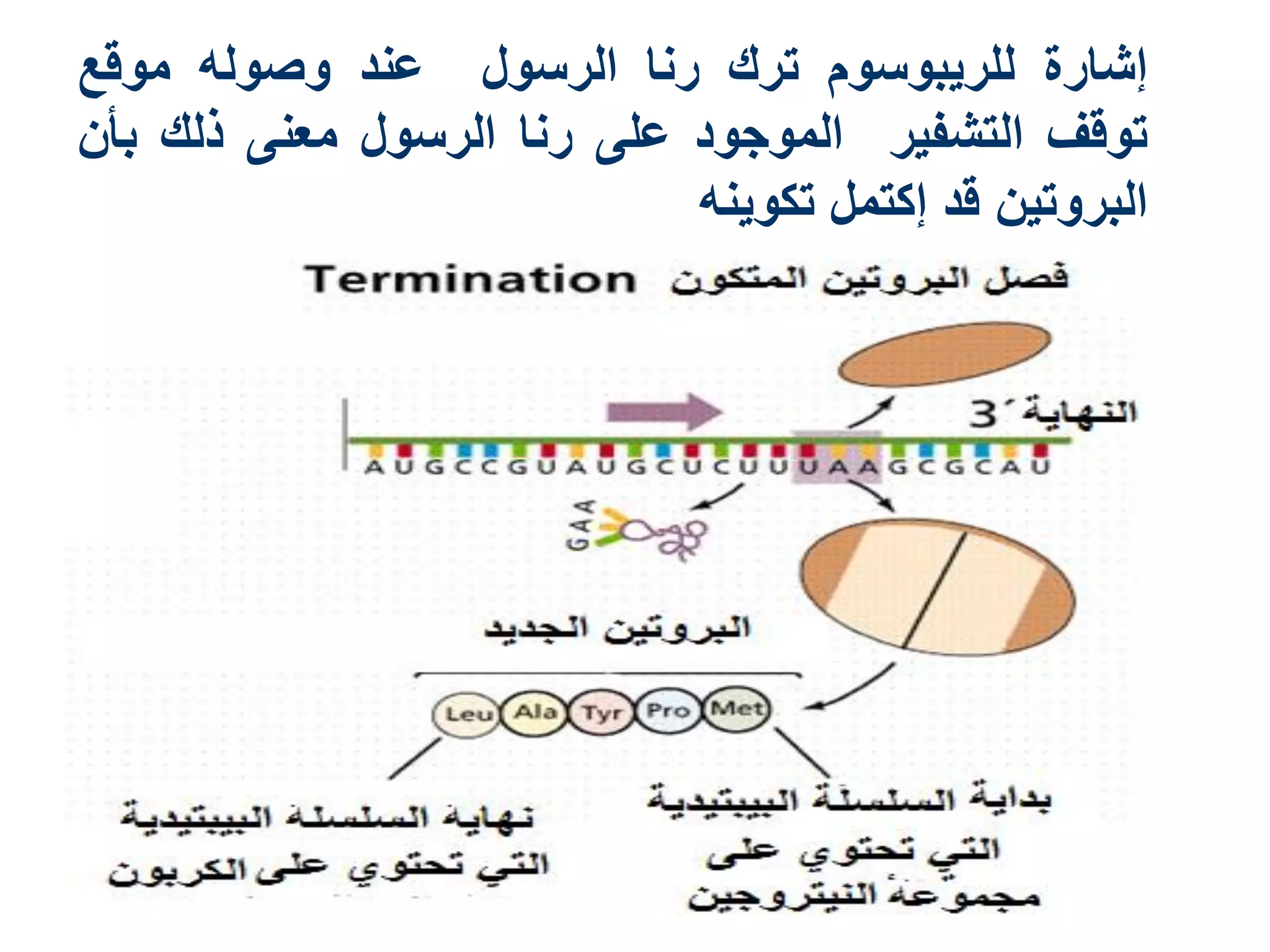‫إشارة للريبوسوم ترك رنا الرسول عند وصوله موقع‬
‫توقف التشفير الموجود على رنا الرسول معنى ذلك بأن‬
                            ‫البروتين قد إكتمل تكوينه‬
 