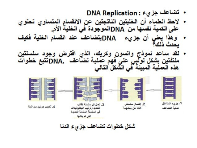 تصنيع البروتينات في الخلية