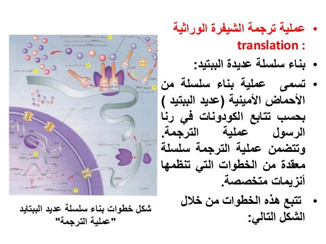 تصنيع البروتينات في الخلية