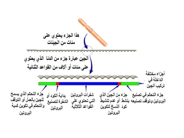 تصنيع البروتينات في الخلية