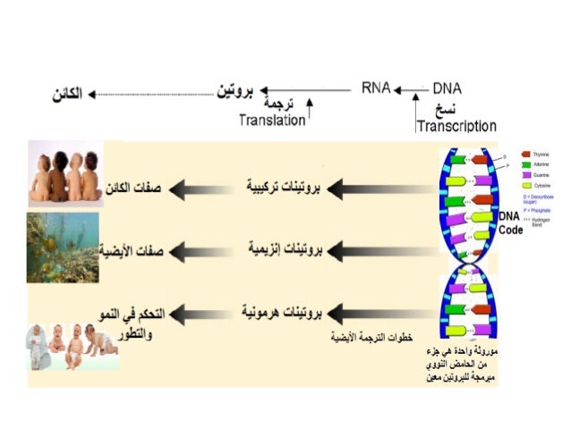 تصنيع البروتينات في الخلية