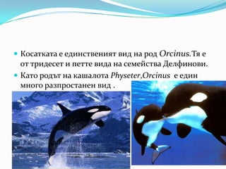  Косатката е единственият вид на род Orcinus.Тя е
  от тридесет и петте вида на семейства Делфинови.
 Като родът на кашалота Physeter,Orcinus e един
  много разпростанен вид .
 