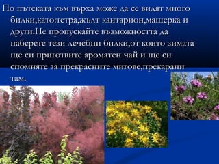 По пътеката към върха може да се видят много
 билки,като:тетра,жълт кантарион,мащерка и
 други.Не пропускайте възможността да
 наберете тези лечебни билки,от които зимата
 ще си приготвите ароматен чай и ще си
 спомняте за прекрасните мигове,прекарани
 там.
 
