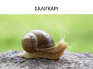 ΢ΑΛΙΓΚΑΡΙ
 