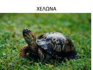 ΧΕΛΩΝΑ
 