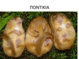 ΠΟΝΣΙΚΙΑ
 