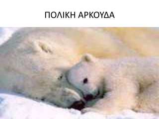 ΠΟΛΙΚΘ ΑΡΚΟΤΔΑ
 