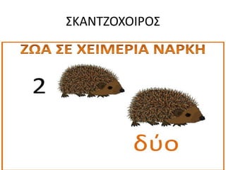 ΢ΚΑΝΣΗΟΧΟΙΡΟ΢
 