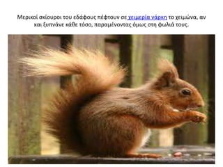 Μερικοί ςκίουροι του εδάφουσ πζφτουν ςε χειμερία νάρκθ το χειμώνα, αν
     και ξυπνάνε κάκε τόςο, παραμζνοντασ όμωσ ςτθ φωλιά τουσ.
 