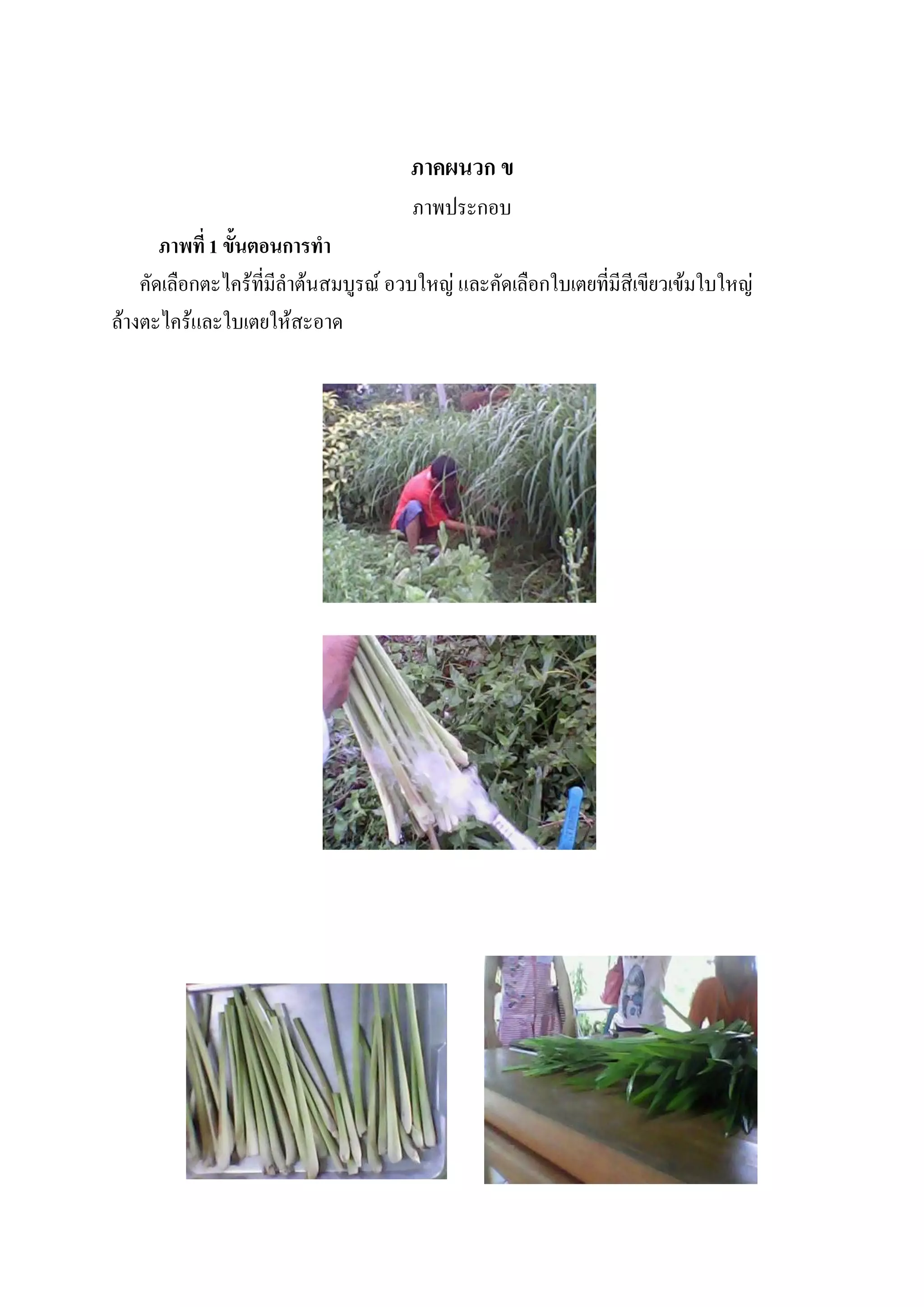 ภาคผนวก ข
                                     ภาพประกอบ
       ภาพที่ 1 ขั้นตอนการทา
    คัดเลือกตะไคร้ทีมลาต้นสมบูรณ์ อวบใหญ่ และคัดเลือกใบเตยทีมสเี ขียวเข้มใบใหญ่
                     ่ ี                                    ่ ี
ล้างตะไคร้และใบเตยให้สะอาด
 