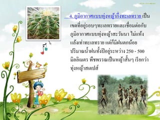 4. ภูมิอากาศแบบทุ่งหญ้ากึ่งทะเลทราย เป็ น
         ่
เขตที่อยูรอบๆทะเลทรายและเชื่อมต่อกับ
ภูมิอากาศแบบทุ่งหญ้าสะวันนา ไม่แห้ง
                         ็
แล้งเท่าทะเลทราย แต่กมีฝนตกน้อย
                       ่
ปริ มาณน้ าฝนทั้งปี อยูระหว่าง 250 - 500
มิลลิเมตร พืชพรรณเป็ นหญ้าสั้นๆ เรี ยกว่า
ทุ่งหญ้าสเตปส์
 