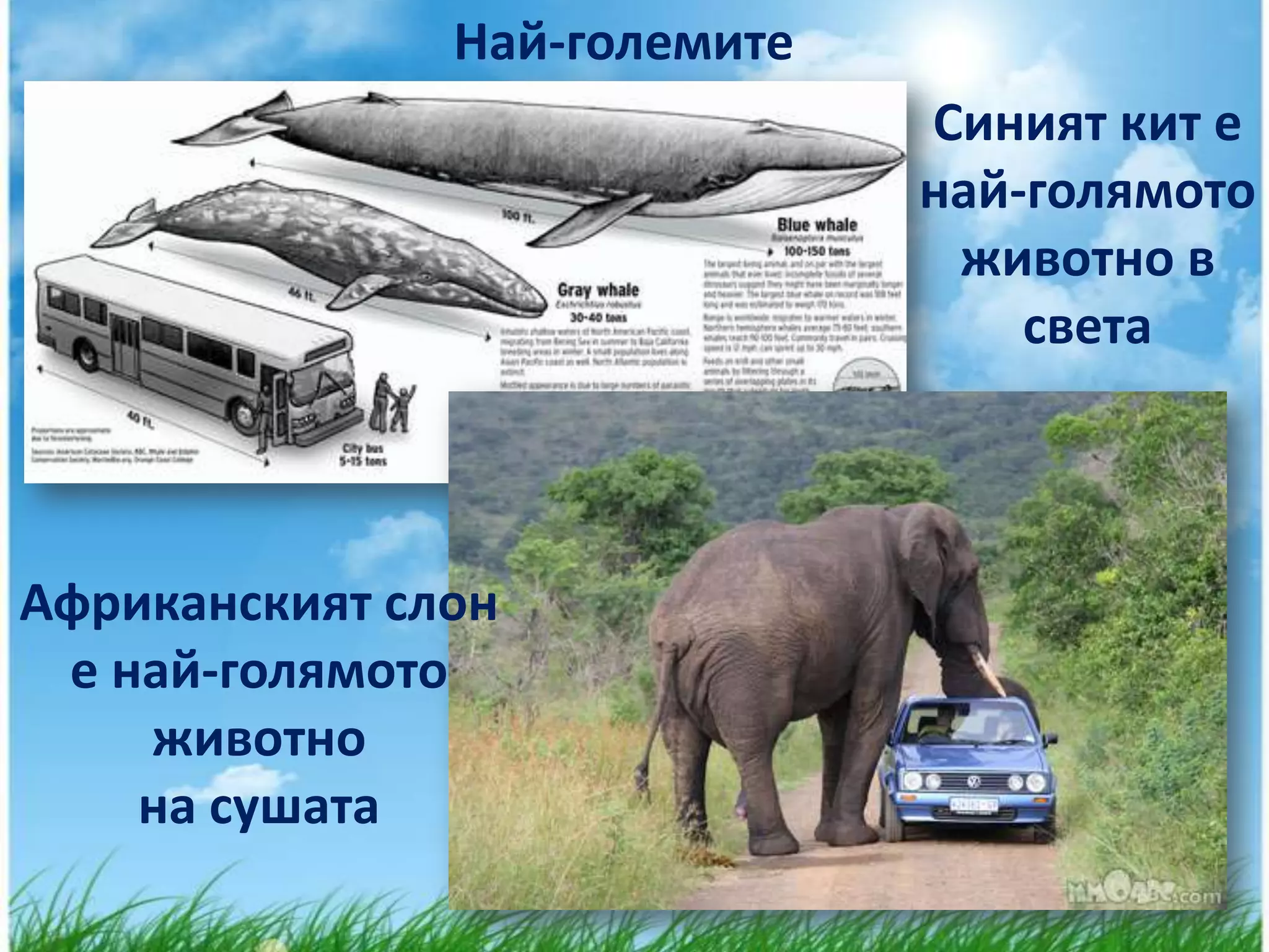 Най-големите
                              Синият кит е
                              най-голямото
                               животно в
                                  света



Африканският слон
 е най-голямото
    животно
    на сушата
 