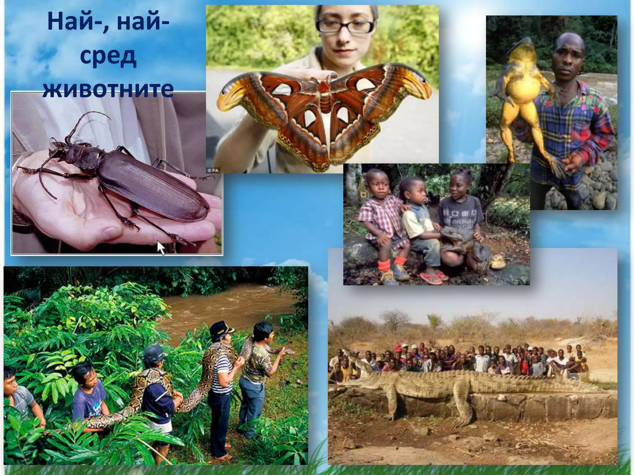 Най-, най-
  сред
животните
 