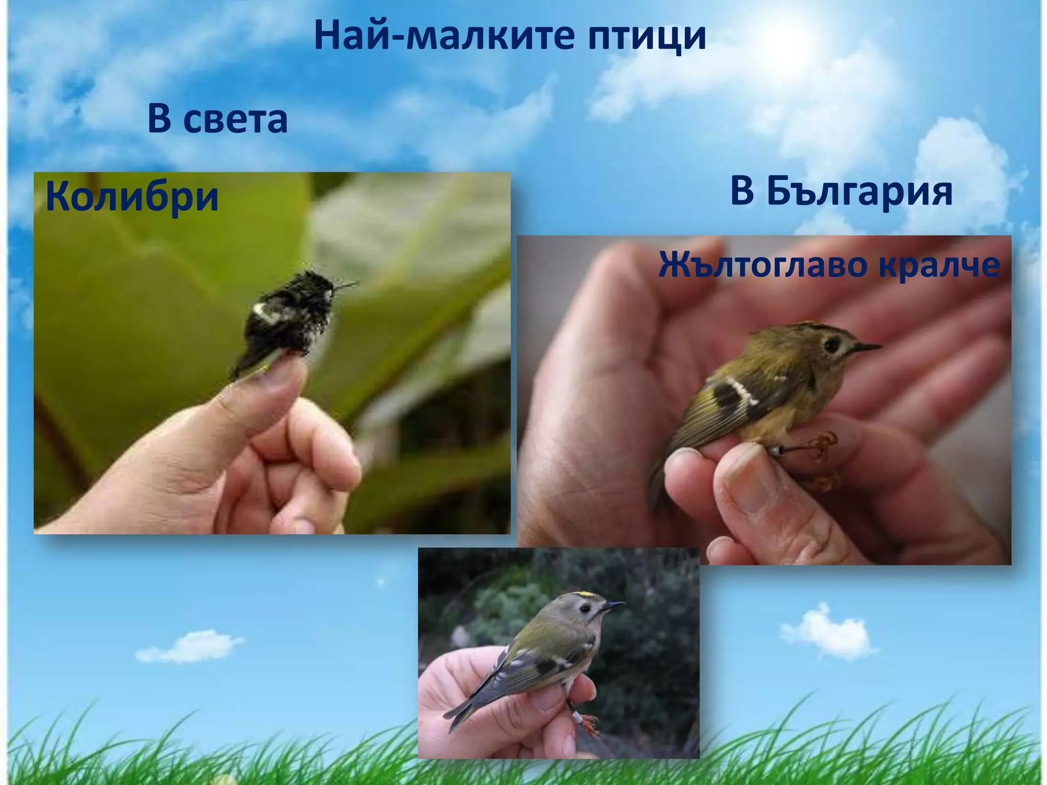 Най-малките птици
    В света
Колибри                           В България
                            Жълтоглаво кралче
 